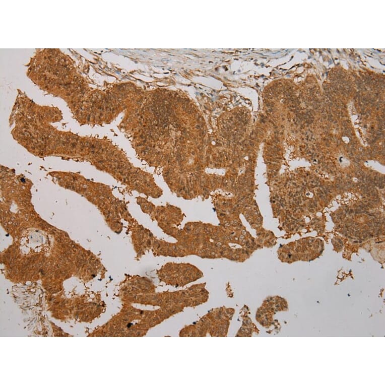 Immunohistochemistry - SEMA4G Antibody from Signalway Antibody (40331) - Antibodies.com