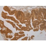 Immunohistochemistry - SEMA4G Antibody from Signalway Antibody (40331) - Antibodies.com