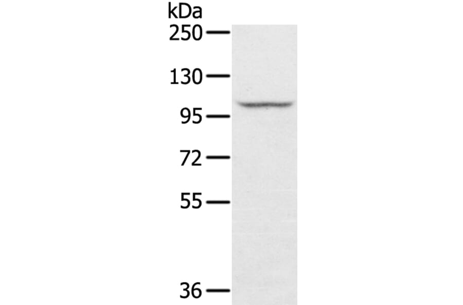 STARD8 Antibody from Signalway Antibody (40340) - Antibodies.com