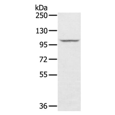 STARD8 Antibody from Signalway Antibody (40340) - Antibodies.com