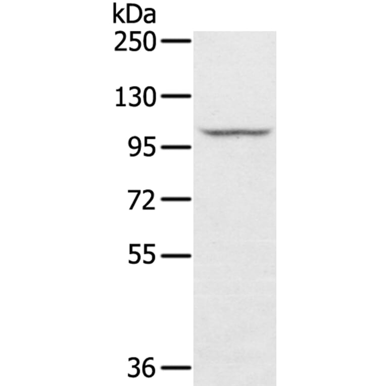 STARD8 Antibody from Signalway Antibody (40340) - Antibodies.com