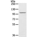 STARD8 Antibody from Signalway Antibody (40340) - Antibodies.com