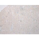 Immunohistochemistry - STARD8 Antibody from Signalway Antibody (40340) - Antibodies.com