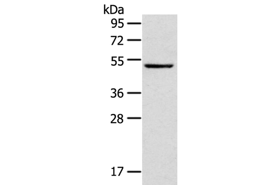 TRIM49 Antibody from Signalway Antibody (40344) - Antibodies.com