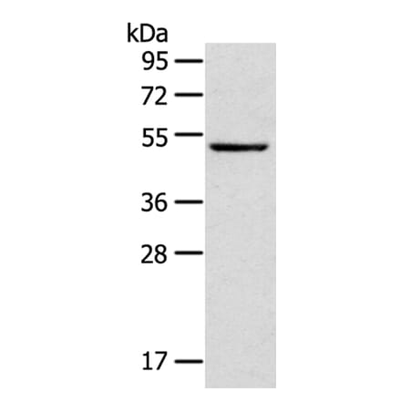 TRIM49 Antibody from Signalway Antibody (40344) - Antibodies.com