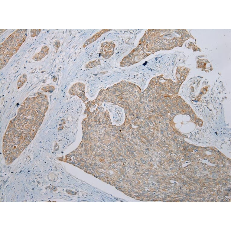 Immunohistochemistry - TRIM49 Antibody from Signalway Antibody (40344) - Antibodies.com