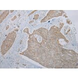 Immunohistochemistry - TRIM49 Antibody from Signalway Antibody (40344) - Antibodies.com