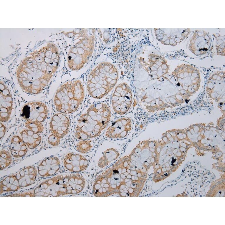Immunohistochemistry - TRIM49 Antibody from Signalway Antibody (40344) - Antibodies.com