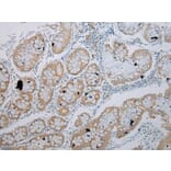 Immunohistochemistry - TRIM49 Antibody from Signalway Antibody (40344) - Antibodies.com