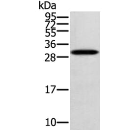 STARD5 Antibody from Signalway Antibody (40375) - Antibodies.com
