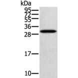 STARD5 Antibody from Signalway Antibody (40375) - Antibodies.com