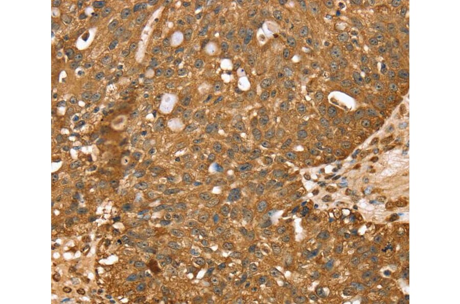 Immunohistochemistry - STARD5 Antibody from Signalway Antibody (40375) - Antibodies.com