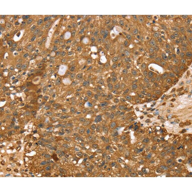 Immunohistochemistry - STARD5 Antibody from Signalway Antibody (40375) - Antibodies.com
