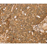 Immunohistochemistry - STARD5 Antibody from Signalway Antibody (40375) - Antibodies.com