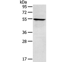 TRIM22 Antibody from Signalway Antibody (40381) - Antibodies.com