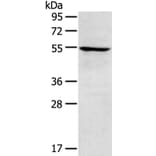 TRIM22 Antibody from Signalway Antibody (40381) - Antibodies.com