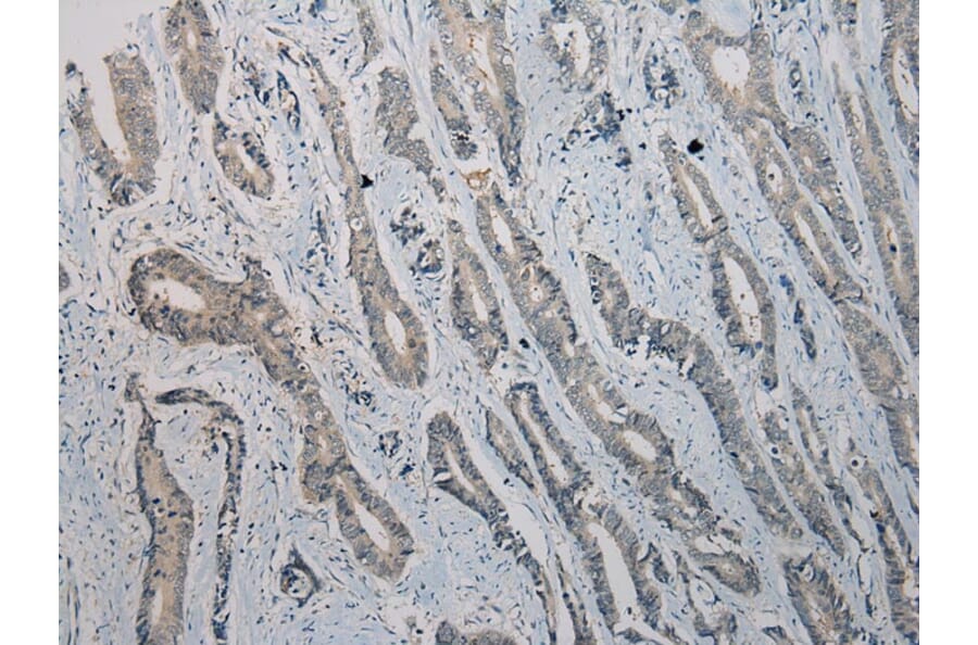 Immunohistochemistry - TRIM22 Antibody from Signalway Antibody (40381) - Antibodies.com
