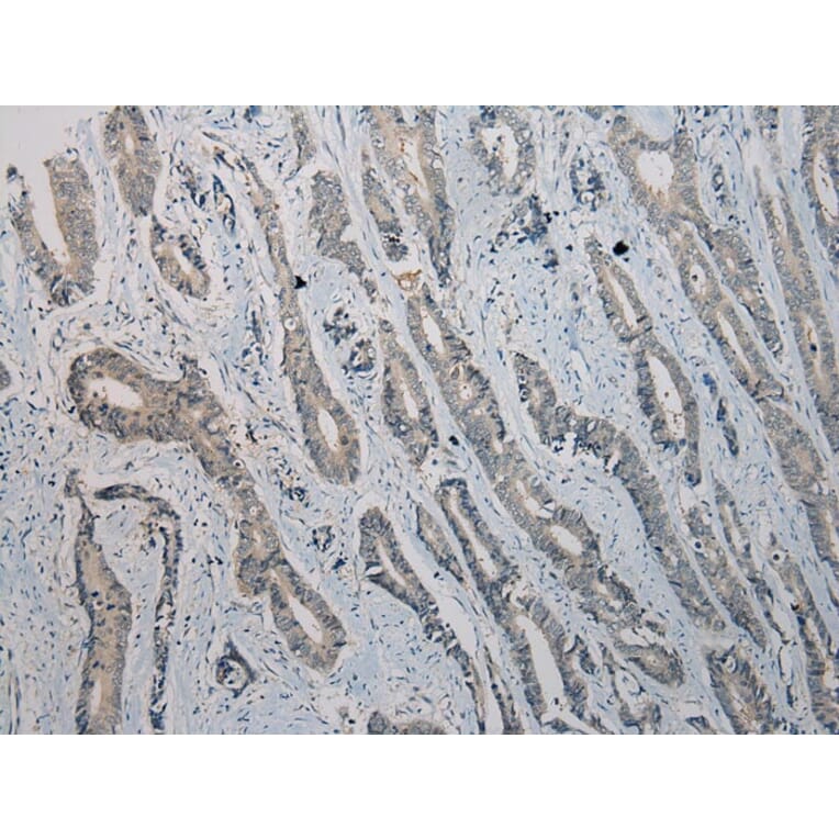 Immunohistochemistry - TRIM22 Antibody from Signalway Antibody (40381) - Antibodies.com