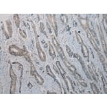 Immunohistochemistry - TRIM22 Antibody from Signalway Antibody (40381) - Antibodies.com