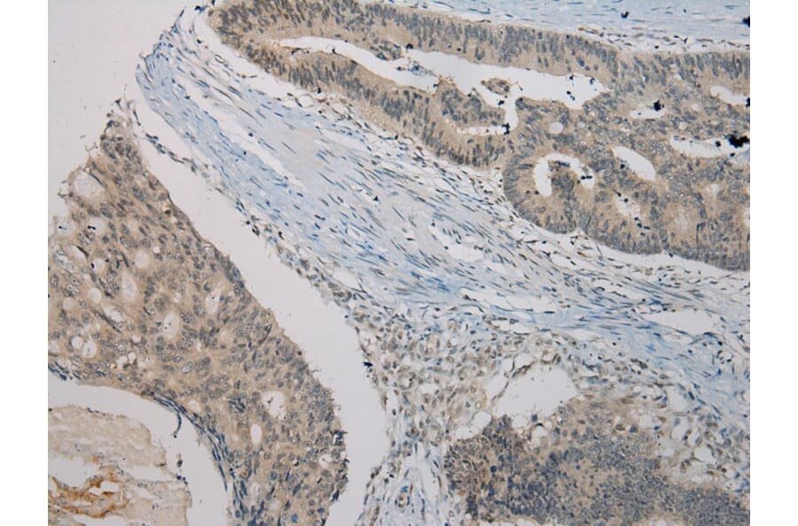 Immunohistochemistry - TRIM22 Antibody from Signalway Antibody (40381) - Antibodies.com