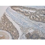 Immunohistochemistry - TRIM22 Antibody from Signalway Antibody (40381) - Antibodies.com