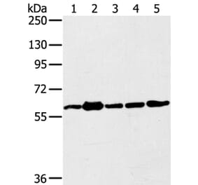 TRIM45 Antibody from Signalway Antibody (40382) - Antibodies.com