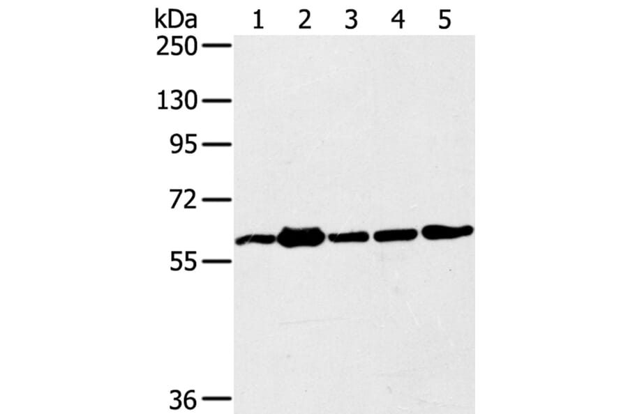 TRIM45 Antibody from Signalway Antibody (40382) - Antibodies.com