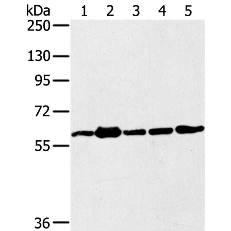 TRIM45 Antibody from Signalway Antibody (40382) - Antibodies.com