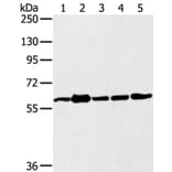 TRIM45 Antibody from Signalway Antibody (40382) - Antibodies.com