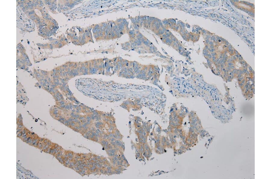 Immunohistochemistry - TRIM45 Antibody from Signalway Antibody (40382) - Antibodies.com