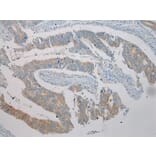 Immunohistochemistry - TRIM45 Antibody from Signalway Antibody (40382) - Antibodies.com