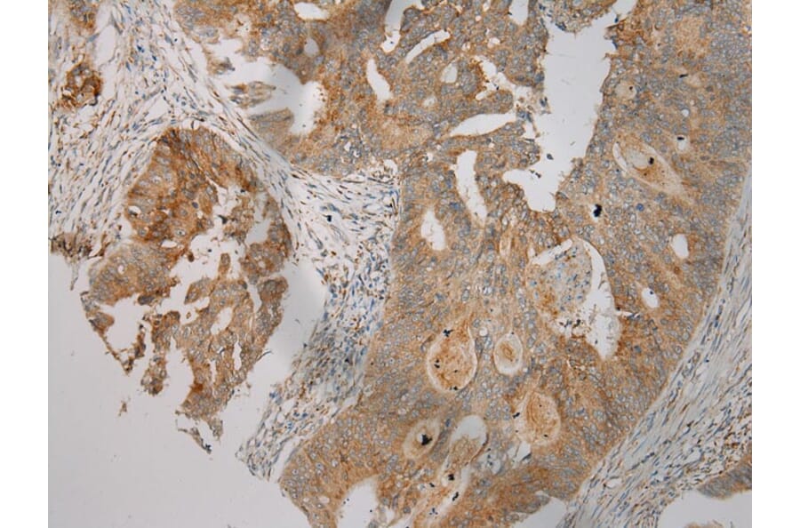 Immunohistochemistry - TRIM45 Antibody from Signalway Antibody (40382) - Antibodies.com