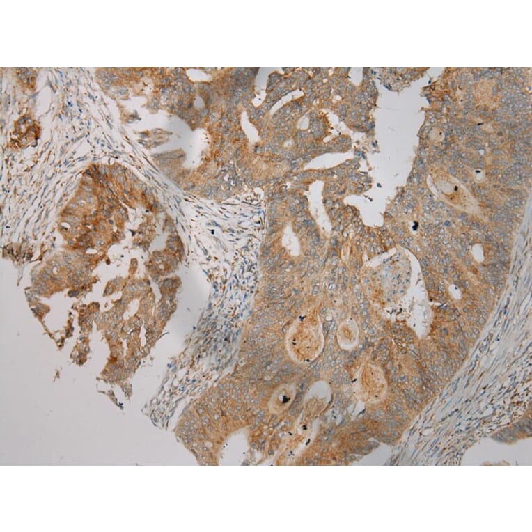 Immunohistochemistry - TRIM45 Antibody from Signalway Antibody (40382) - Antibodies.com