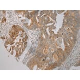 Immunohistochemistry - TRIM45 Antibody from Signalway Antibody (40382) - Antibodies.com