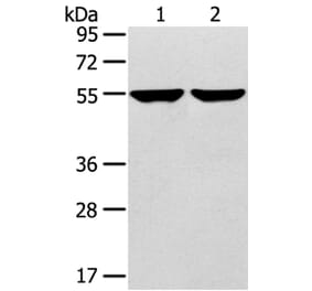 TRIM62 Antibody from Signalway Antibody (40383) - Antibodies.com