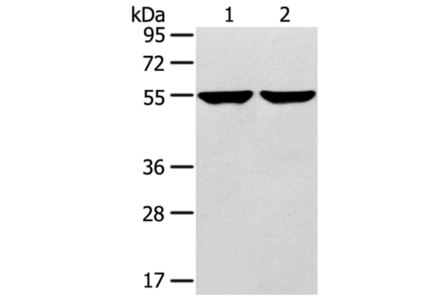 TRIM62 Antibody from Signalway Antibody (40383) - Antibodies.com
