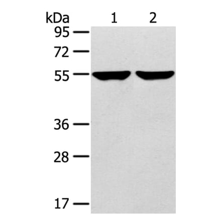 TRIM62 Antibody from Signalway Antibody (40383) - Antibodies.com
