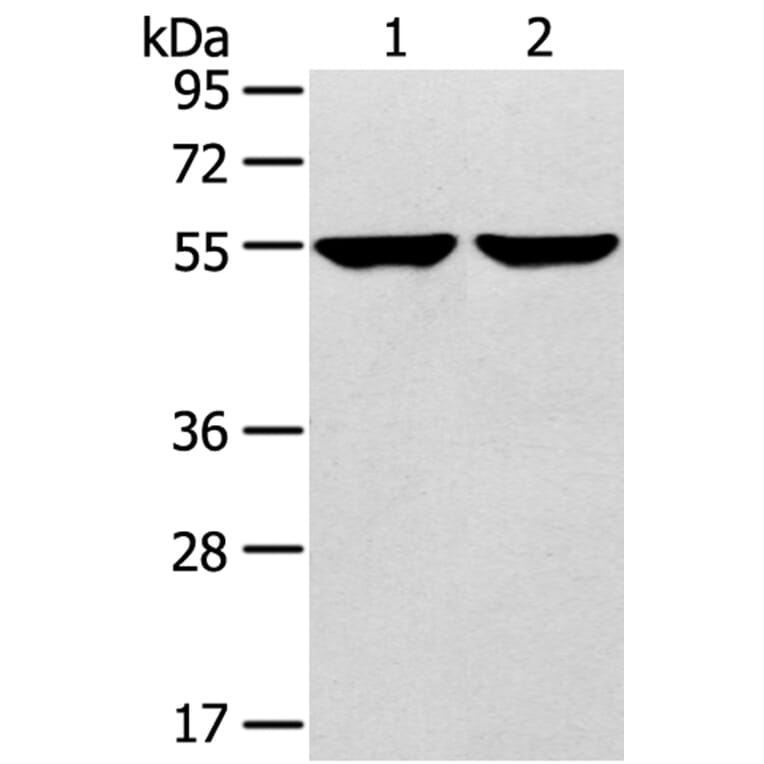 TRIM62 Antibody from Signalway Antibody (40383) - Antibodies.com