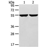 TRIM62 Antibody from Signalway Antibody (40383) - Antibodies.com