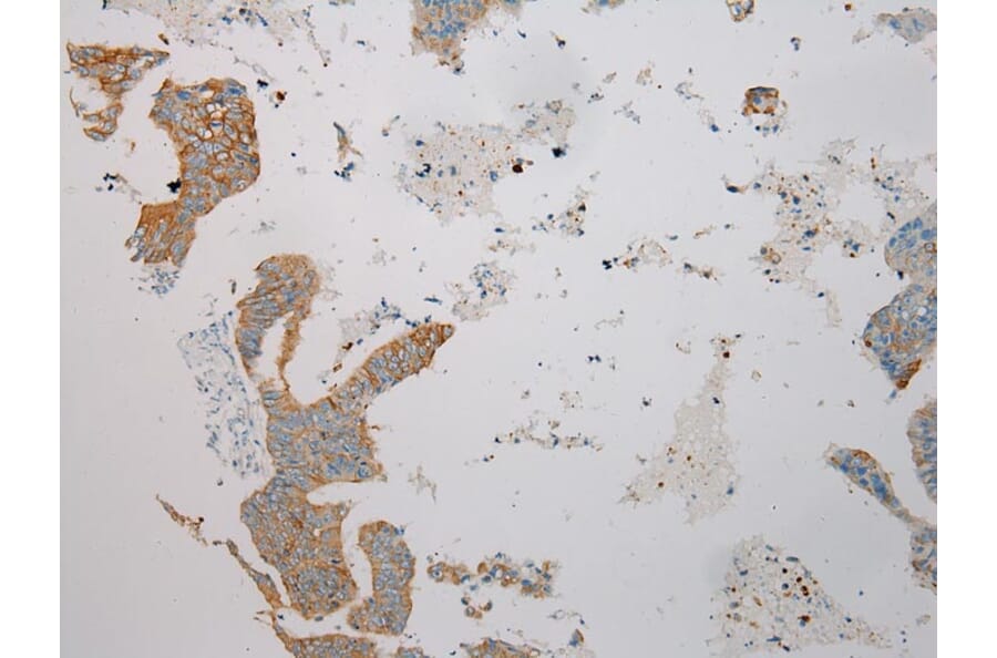 Immunohistochemistry - TRIM62 Antibody from Signalway Antibody (40383) - Antibodies.com