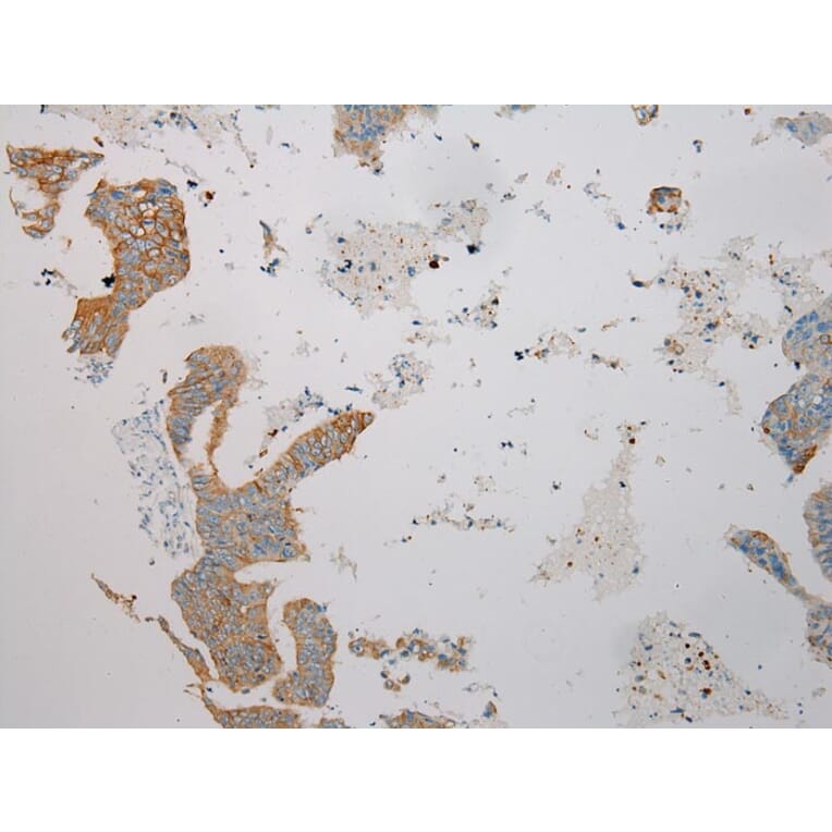 Immunohistochemistry - TRIM62 Antibody from Signalway Antibody (40383) - Antibodies.com
