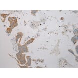 Immunohistochemistry - TRIM62 Antibody from Signalway Antibody (40383) - Antibodies.com