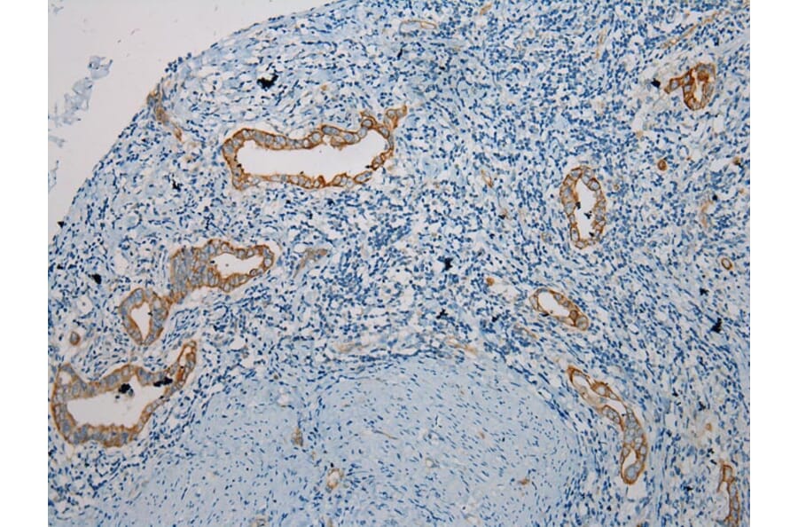 Immunohistochemistry - TRIM62 Antibody from Signalway Antibody (40383) - Antibodies.com