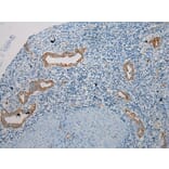 Immunohistochemistry - TRIM62 Antibody from Signalway Antibody (40383) - Antibodies.com
