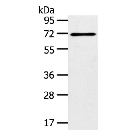 TRIM47 Antibody from Signalway Antibody (40392) - Antibodies.com