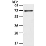 TRIM47 Antibody from Signalway Antibody (40392) - Antibodies.com