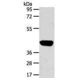 PRSS50 Antibody from Signalway Antibody (40393) - Antibodies.com
