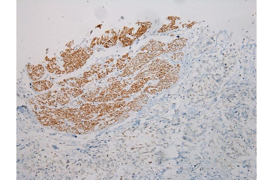 Immunohistochemistry - PRSS50 Antibody from Signalway Antibody (40393) - Antibodies.com