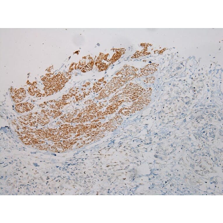 Immunohistochemistry - PRSS50 Antibody from Signalway Antibody (40393) - Antibodies.com