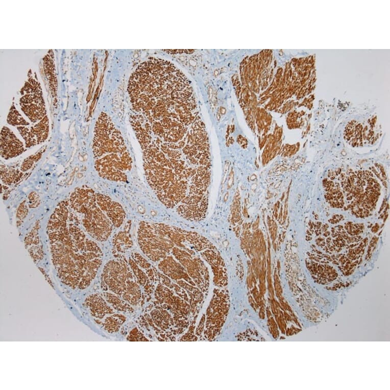 Immunohistochemistry - PRSS50 Antibody from Signalway Antibody (40393) - Antibodies.com
